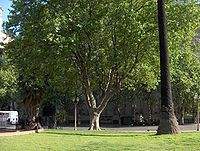 Platano Plaza de Mayo.jpg