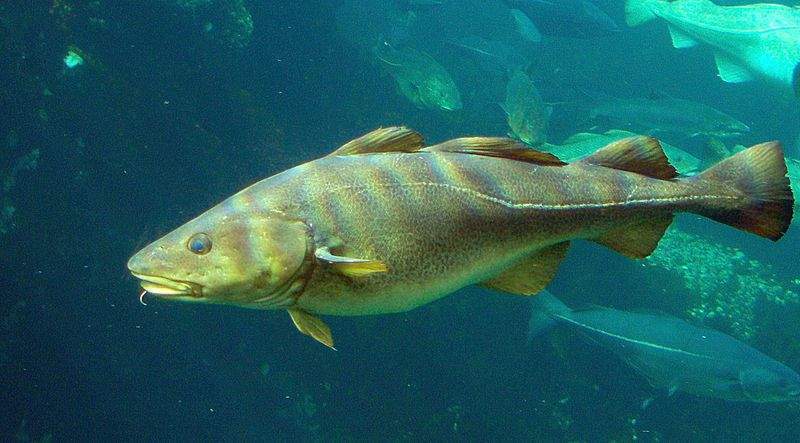Archivo:Gadus morhua.jpg
