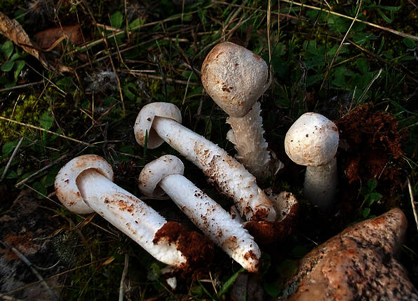 Archivo:Torrendia pulchella.jpg