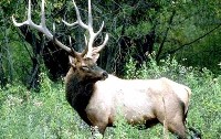 Fauna de Lituania