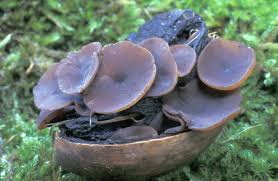 Ciboria batschiana.jpg