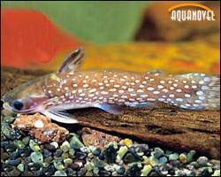 Pez gato estrellado.jpg