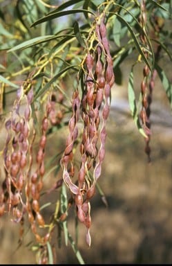 Archivo:Acacia daphnifolia 6.jpg