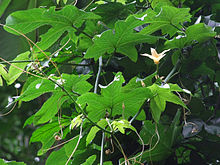 Coccinia grandiflora.jpg