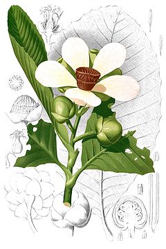 Dillenia reifferscheidia Blanco.jpg