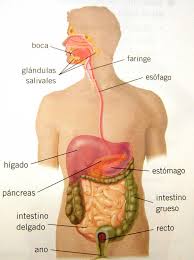 Sistema digestivo H.jpeg