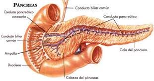 Archivo:Pancreas1.jpeg