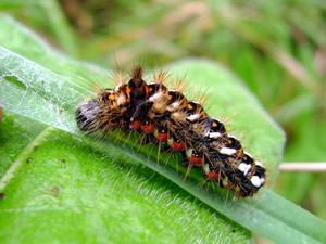 Acronicta rumicis.jpg