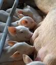 Cria de cerdos en la granja.jpg