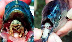 Archivo:Cymothoa exigua.jpeg