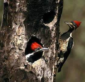 Fauna carpintero real main.jpg
