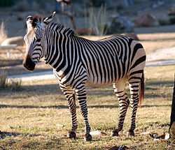 Equus zebra.jpg
