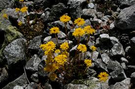 Pampajarito o Pan de cuco1.jpeg