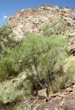 Acacia dolichophylla.jpg