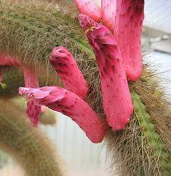 Cleistocactus brookeae.jpg