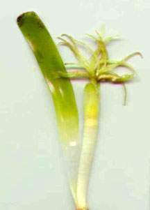 Archivo:Flower.jpg