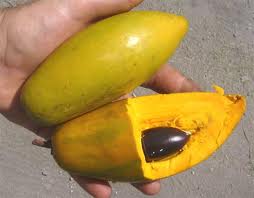 Mamey amarillo 1.jpeg