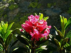 240px-Rhododendron ferrugineum 2007.jpg