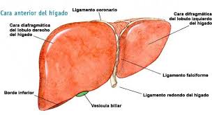 Archivo:Ligamento-higado.jpg