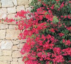 Archivo:Bougainvillea glabra distribucion.jpeg
