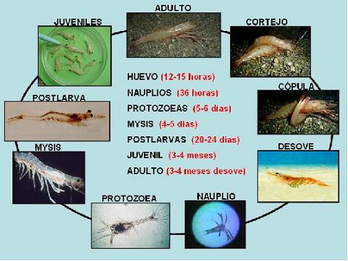 Ciclo de vida del camarón por períodos.