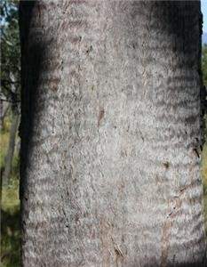 Eucalyptus acmenioides 1.jpg