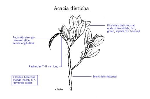 Archivo:Acacia disticha.jpg