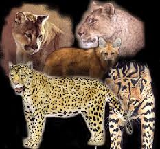 Diversidad de mamíferos.jpg