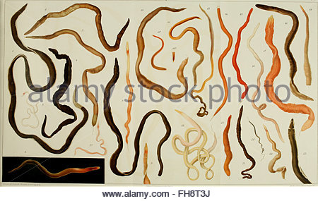 Los Nemertea, son un filo de gusanos acelomados no segmentados, con el cuerpo alargado y algo aplanado. Poseen un órgano característico, la probóscide o trompa evaginable. En general, miden menos de 20 cm de largo.