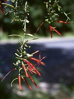Loranthaceae-jc1.jpg
