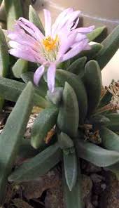 Delosperma harazianum.jpg
