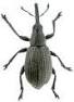 Escarabajo ambrosia.jpg