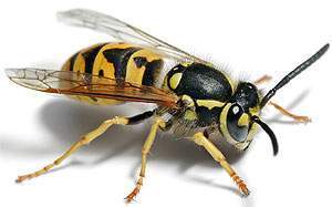 European wasp white bg.jpg