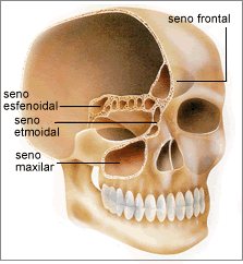 Anatomia-de-los-senos-paranasales-pg-83-y-pg-113.gif