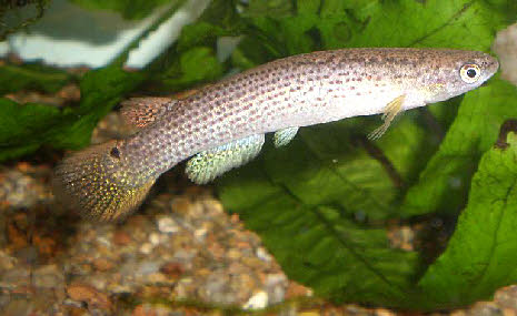 Archivo:Rivulus-lungi.jpg