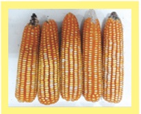 Zea May ESCAMBRAY.JPEG