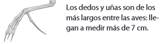 Archivo:-St.png