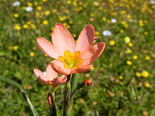 220px-Moraea miniata flower.jpg