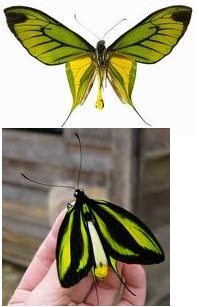 Mariposa alas 1.jpeg