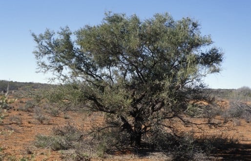 Archivo:Acacia cuspidifolia 1.jpg
