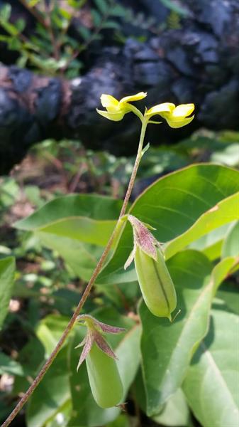 Archivo:Crotalaria rotundifolia 3.jpg