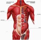 Musculos abdomen.jpg