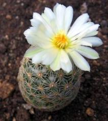 Coryphantha gracilis.jpeg