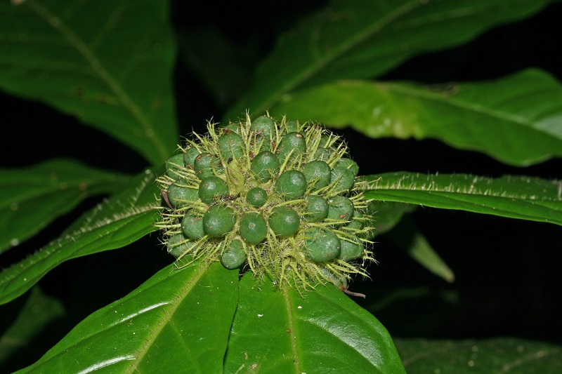 Archivo:Aegiphila cuneata.jpeg