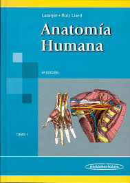 Anatomia humana.jpeg