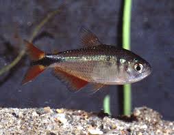 Hyphessobrycon meridionalis.jpg