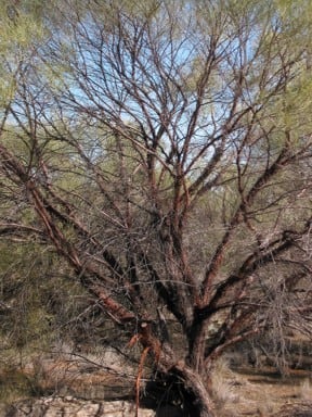 Archivo:Acacia curranii 1.jpg