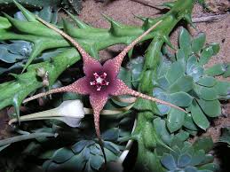Asclepiadaceae.jpg