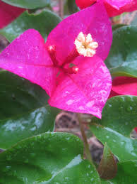 Archivo:Bougainvillea glabra partes.jpeg