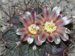 Acharagma aguirreana.jpg